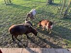 GRATIS, Dieren en Toebehoren, Vrouwelijk, Geit, 3 tot 5 jaar