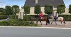Knappe merrie van 1,40 en 4,5 jaar, Dieren en Toebehoren, Pony's, Merrie, M, Recreatiepony, Ontwormd