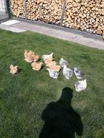 Cochin kriel hennetjes, Dieren en Toebehoren, Pluimvee