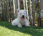 Beaux chiots West Highland white terriër (Chiots Westie), Animaux & Accessoires, Chiens | Jack Russell & Terriers, Autres races