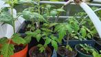 huisgemaakte tomaten paprika aubergine peper en bloemen, Jardin & Terrasse, Plantes | Jardin, Enlèvement