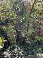 Brandhout gratis, bomen zelf af te zagen, Tuin en Terras, Brandhout, Ophalen