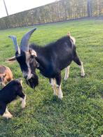 Mooie bok, Dieren en Toebehoren, Schapen, Geiten en Varkens, Mannelijk, Geit, 0 tot 2 jaar