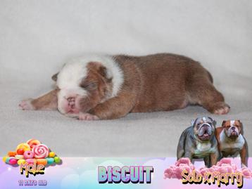 Unieke Engelse Bulldog pups met zeldzame kleuren beschikbaar voor biedingen