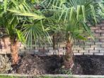 Palmbomen te koop, Tuin en Terras, Ophalen, Najaar, Volle zon