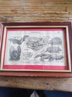 Cabinet de curiosité, jolie cadre les vertébrés, Antiquités & Art, Envoi