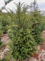 Taxus, Tuin en Terras, Planten | Struiken en Hagen, Ophalen, Taxus