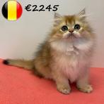 Britse Langhaar kittens - Chinchilla Gold, Dieren en Toebehoren, Katten en Kittens | Raskatten | Langhaar, Meerdere dieren, Gechipt