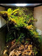 Plantes de terrarium