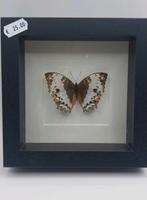 Papillon sous cadre en bois, Collections, Enlèvement ou Envoi, Neuf