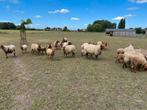 Ardense voskop lammeren 6 ooien en 5 rammetjes