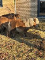 Shetlander hengst, Overige typen