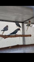 Halsbandparkieten 2025 en kweek Vogels, Dieren en Toebehoren, Vogels | Parkieten en Papegaaien
