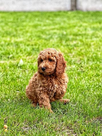 Cockapoo pupjes hier bij ons geboren ,puur vertrouwen  beschikbaar voor biedingen