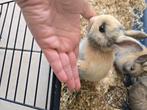 Konijntje zoekt goeie thuis, Dieren en Toebehoren, Konijnen, Mannelijk, Klein, 0 tot 2 jaar