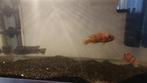 cichliden malawi koppel, Dieren en Toebehoren, Vissen | Aquariumvissen, Vis, Zoetwatervis