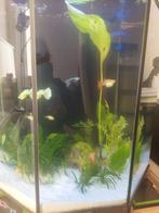 Aquarium octogonale vintage 125 litre, Animaux & Accessoires, Enlèvement