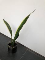 Kamerplanten allerlei zie beschrijving onderaan, Ophalen of Verzenden, Vetplant