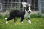 Border collie kruising berner Sennen pups, Meerdere, 8 tot 15 weken, Meerdere dieren, België