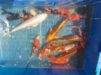 15 koi, Dieren en Toebehoren, Vissen | Vijvervissen