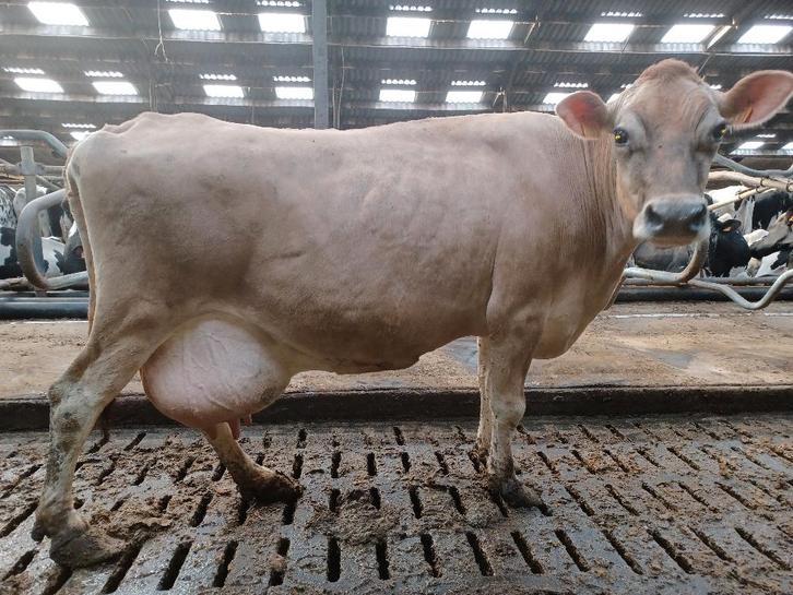 Jersey koe, Dieren en Toebehoren, Runderen, Vrouwelijk, 7 tot 10 jaar