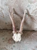Bois chevreuil., Collections, Collections Animaux, Enlèvement ou Envoi, Utilisé, Crâne