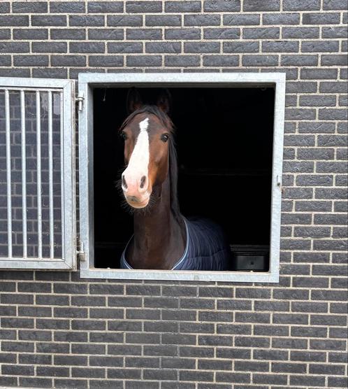 5 jarige allrounder, Dieren en Toebehoren, Paarden, Ruin, Zadelmak, 3 tot 6 jaar, Met stamboom, Gechipt, Ontwormd, Ingeënt