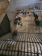 Muizen, Dieren en Toebehoren, Knaagdieren, Juni, Muis, Tam