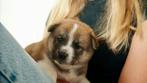 Puppies chiba inu x keeshond, Ophalen