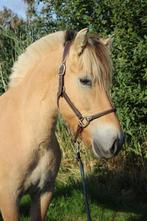 fjord ruin, Dieren en Toebehoren, Paarden, Minder dan 160 cm, Ruin, 3 tot 6 jaar, Onbeleerd