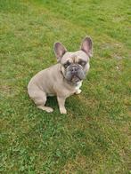 Franse bulldog, Dieren en Toebehoren, Reu, CDV (hondenziekte), Bulldog, Eén hond