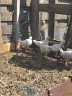 Legkip kuikens 🐣 gesekt en geënt, Dieren en Toebehoren, Pluimvee, Vrouwelijk, Kip