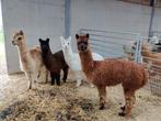 Alpaca hengstjes