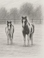 Verzorger/ halve stal gezocht., Dieren en Toebehoren