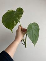 Monstera albo deliciosa #4, Huis en Inrichting, Ophalen of Verzenden