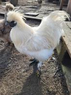 Coq de soie à vendre