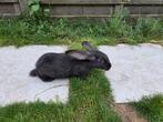 Vlaamse reus, Dieren en Toebehoren, Konijnen