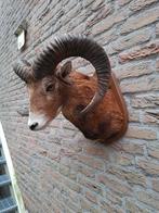 Opgezette kop moeflon taxidermie jacht schedel gewei hoorn, Ophalen, Wild dier, Gewei of Kop