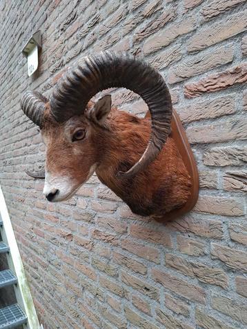 Opgezette kop moeflon taxidermie jacht schedel gewei hoorn  beschikbaar voor biedingen