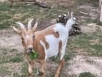 Dieren, Dieren en Toebehoren, Mannelijk, Overige soorten