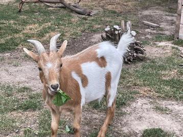 Dieren, Mâle, Autres espèces
