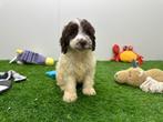 Cockapoo pups, België, CDV (hondenziekte), 8 tot 15 weken, Meerdere