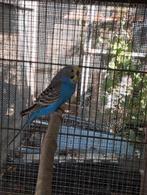 Grasparkieten popjes, Dieren en Toebehoren, Vogels | Parkieten en Papegaaien