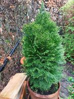 conifeer Thuja occidentalis Tiny Tim, Volle zon, Vaste plant, Bloeit niet, Ophalen