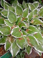 Hosta "Francee", Ophalen, Vaste plant