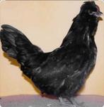 Watermaalse baardkriel hennetjes 10€ stuk, Dieren en Toebehoren