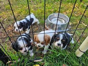 cavalier king charles spaniel 