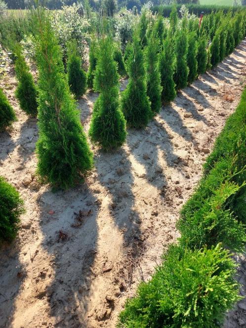 Conifeer/ Spar: Thuja smaragd of levensboom, Tuin en Terras, Planten | Struiken en Hagen, Haag, Conifeer, 100 tot 250 cm, Ophalen