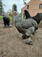 Brahma Zilverpatrijs, Dieren en Toebehoren, Vrouwelijk, Kip