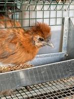 Zijdehoen usa grote kuikens, Dieren en Toebehoren, Pluimvee, Geslacht onbekend